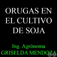 ORUGAS EN EL CULTIVO DE SOJA - Ing. Agrnoma GRISELDA MENDOZA